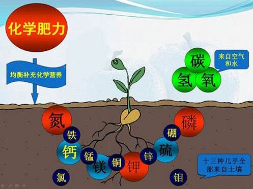 医用茄子视频污污片对作物缺素病的识别