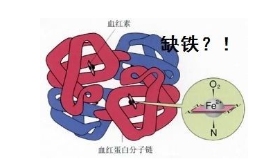 人体茄子视频污污片品牌山东茄子影院成人污版探究铁元素在人体中的作用 人体茄子视频污污片品牌山东茄子影院成人污版探究铁元素在人体中的作用