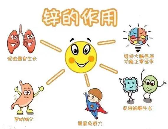 全自动茄子视频黄色下载生产厂家提示人体内的锌元素有哪些作用？