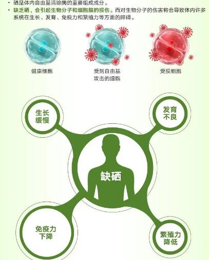医用茄子视频污污片厂家提醒关爱男性健康，硒元素也不能少！